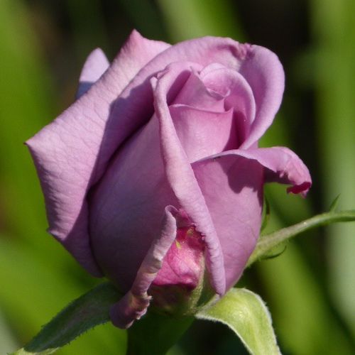Rosen Online Shop - Rosa Mamy Blue™ - violett - teehybriden-edelrosen - stark duftend - Georges Delbard - Blasslila, intensiv duftende Sorte mit gorßen, haltbaren Blüten.